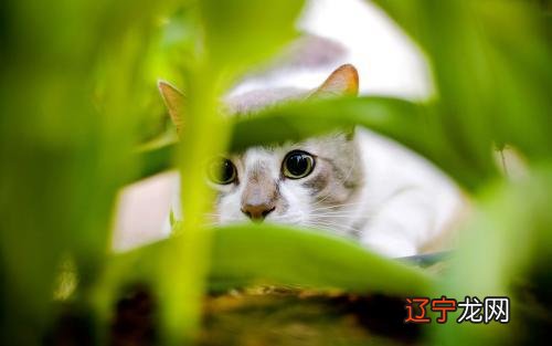 为啥睡觉时总翻白眼?猫主子:那是瞬膜