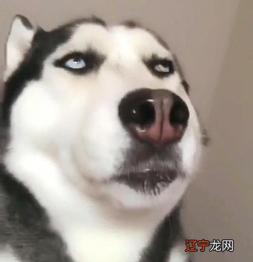 为啥睡觉时总翻白眼?猫主子:那是瞬膜