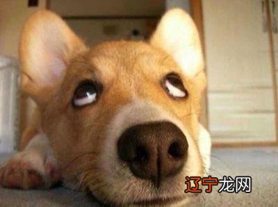 为啥睡觉时总翻白眼?猫主子:那是瞬膜