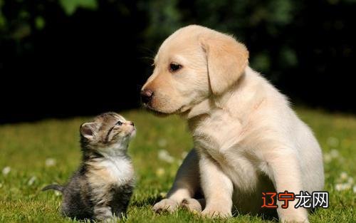 为啥睡觉时总翻白眼?猫主子:那是瞬膜