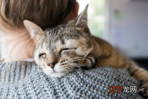 为啥睡觉时总翻白眼?猫主子:那是瞬膜