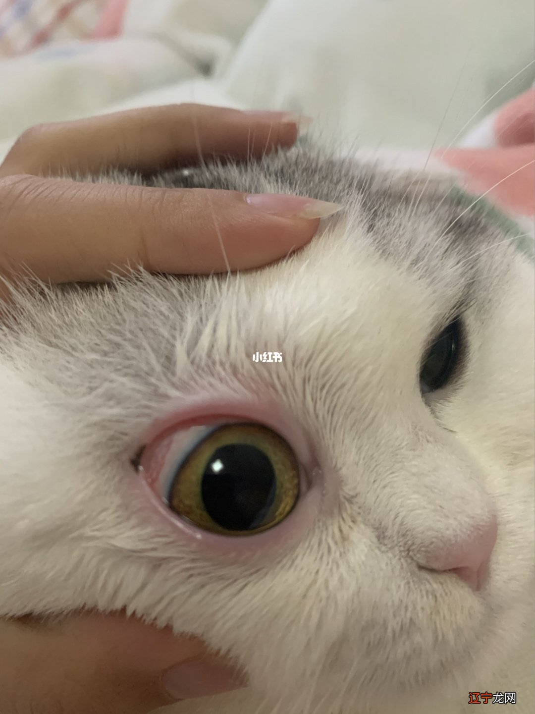 为啥睡觉时总翻白眼?猫主子:那是瞬膜