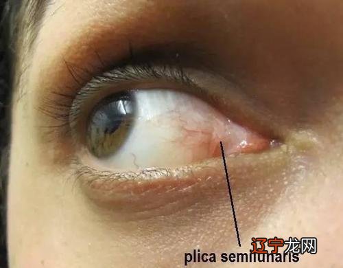 为啥睡觉时总翻白眼?猫主子:那是瞬膜