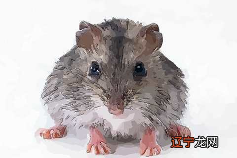 睡梦中风水堂:梦见自己被老鼠咬是否有什么预示