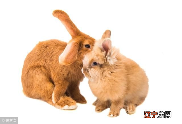 属狗男与属兔女婚姻分析