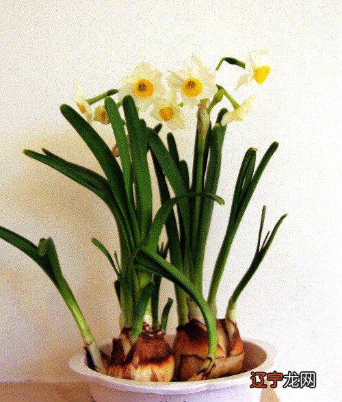 家里摆放水仙花好不好 有何风水禁忌