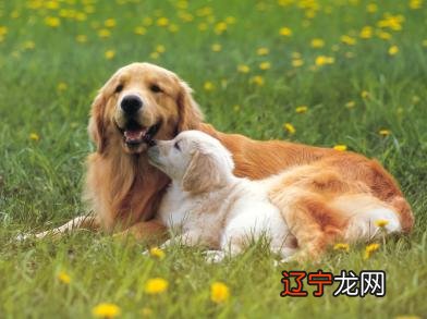 梦见大狗是什么意思