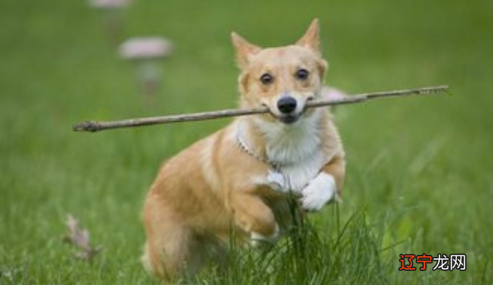 梦见狗的征兆是什么