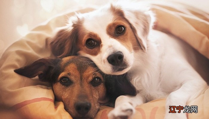 梦见狗的征兆是什么