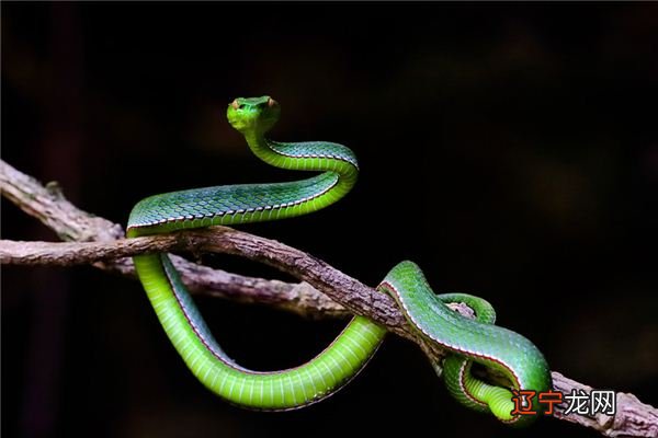 周公解梦梦到蛇咬自己是什么意思