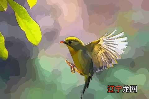 风水堂:梦见鸟在空中盘旋鸣叫