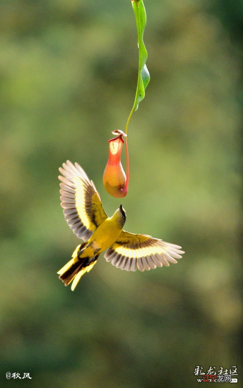 风水堂:梦见鸟在空中盘旋鸣叫