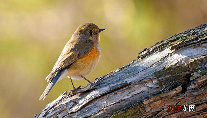 风水堂:梦见鸟在空中盘旋鸣叫