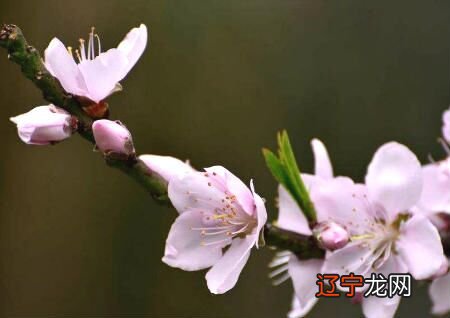 桃花运还是烂桃花,卧室摆放方位斩桃花的方法