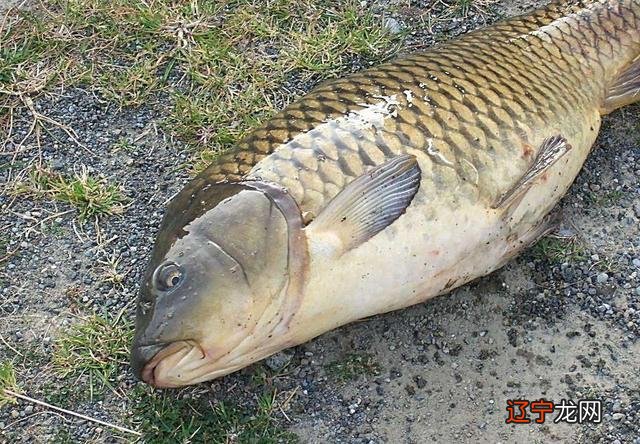 梦见河里好多大鱼