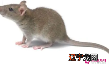 属相婚配表配对查询