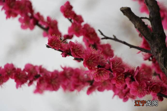 图 ?学习了解八字命理知识,必须会排四柱