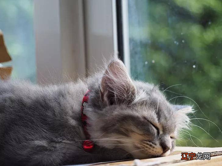 梦到抱猫_梦见抱猫预示什么抱之抱