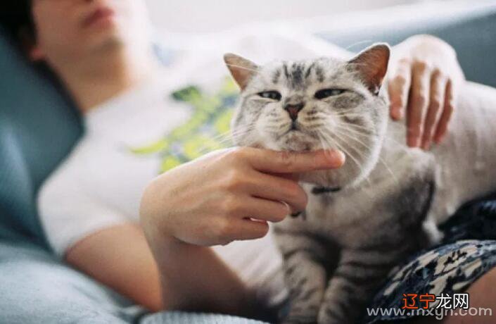 梦到抱猫_梦见抱猫预示什么抱之抱