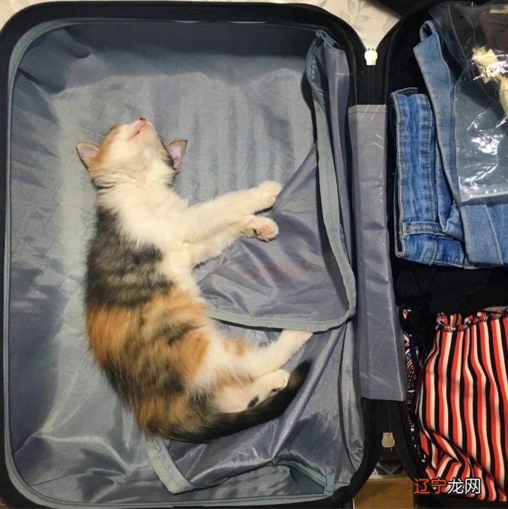 梦到抱猫_梦见抱猫预示什么抱之抱