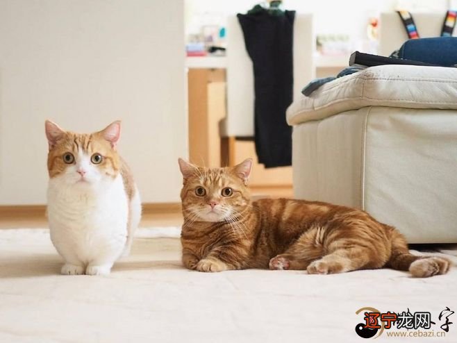 梦到抱猫_梦见抱猫预示什么抱之抱