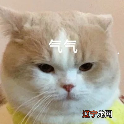 梦见给猫喂吃的好不好?梦见听见猫的尖叫或喵