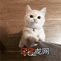 梦见给猫喂吃的好不好?梦见听见猫的尖叫或喵