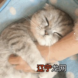 梦见自己把猫吃了,预示生女,饮食多加注意