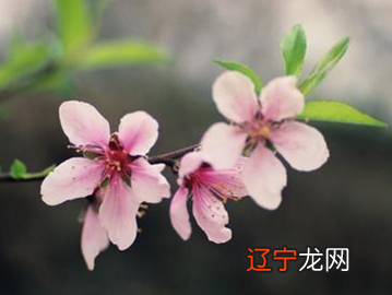 生辰八字风水堂:八字已久支的等于命中犯桃花