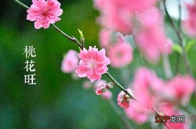 生辰八字风水堂:八字已久支的等于命中犯桃花