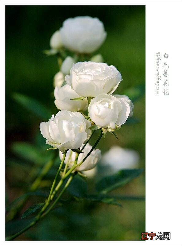 全部花的花语和象征 各种花的花语