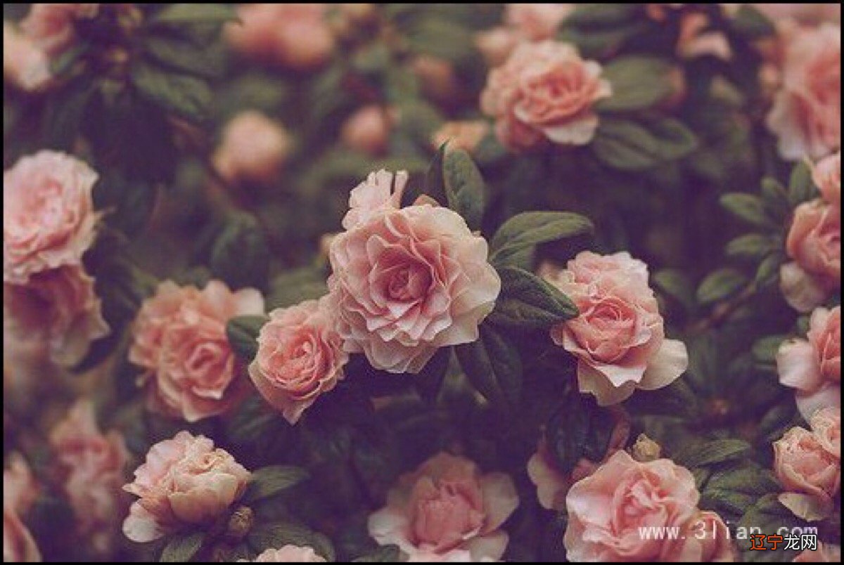 全部花的花语和象征 各种花的花语