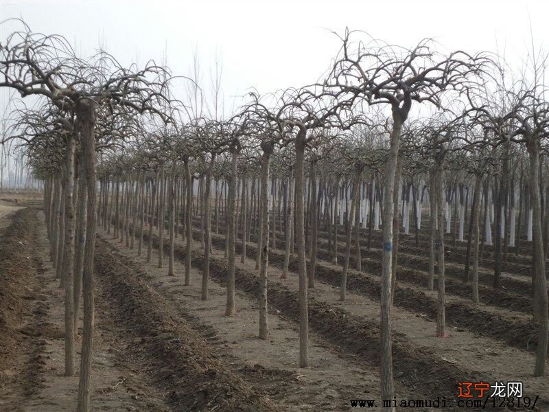 2021牛年大年正月初一能洗澡洗衣服吗