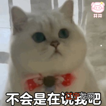 易道风水命理:什么养猫什么养狗什么样的养狗土