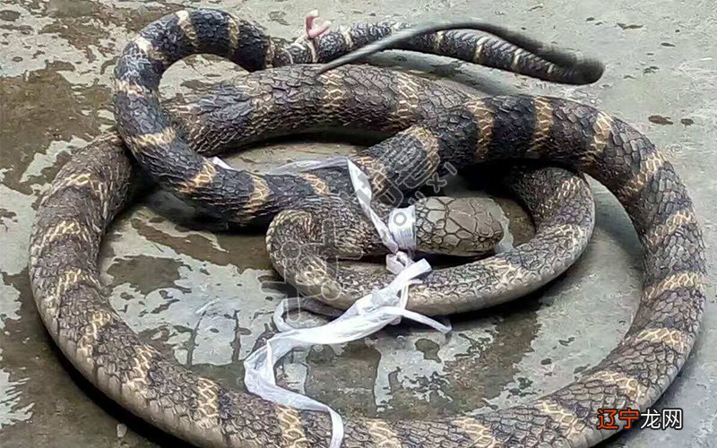 组图 风水堂:梦见我和一个