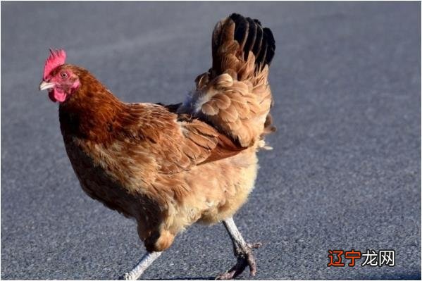 属鸡的和什么属相最相配？有这么一句生肖配对口诀