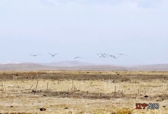 婚姻是否相合、是否有曲折等,准确度没有真正弄懂八字的奥秘