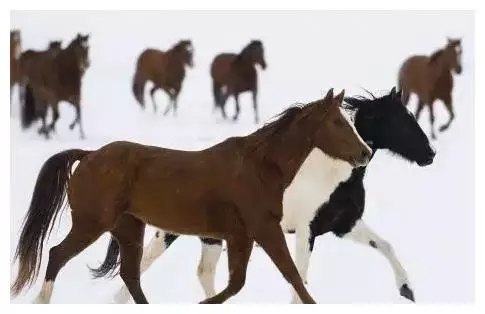 组图 1990年属马买房禁忌,你知道几个?