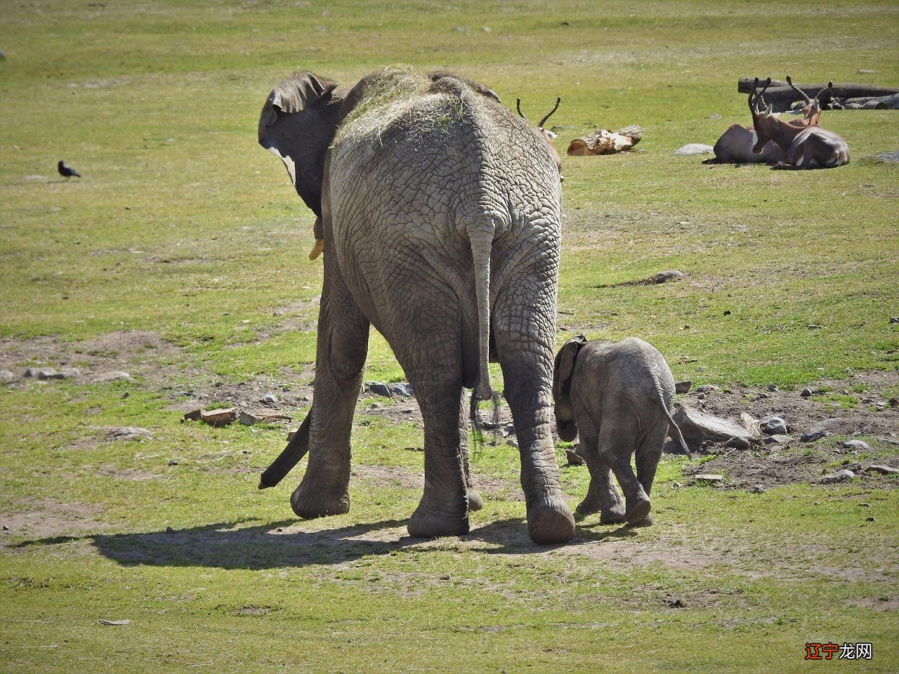 火象三傻的火象星座，性格情绪表现都太为突出