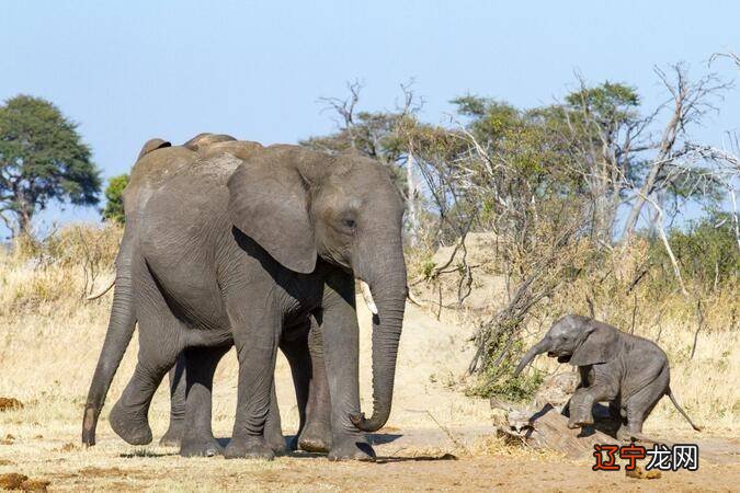 火象三傻的火象星座，性格情绪表现都太为突出