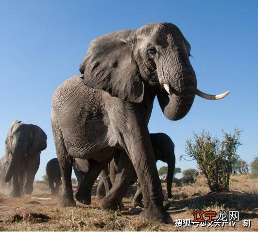 火象三傻的火象星座，性格情绪表现都太为突出