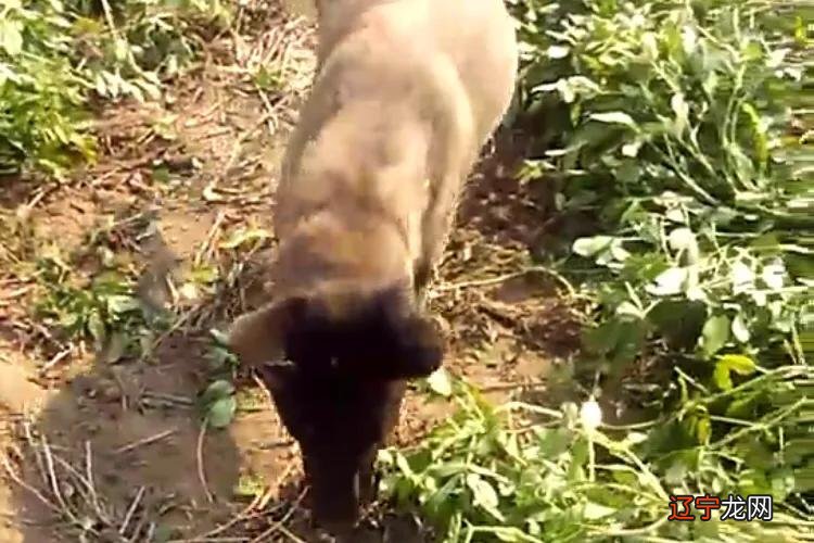 ?有没有的道理有哪些?有没有道理?道理