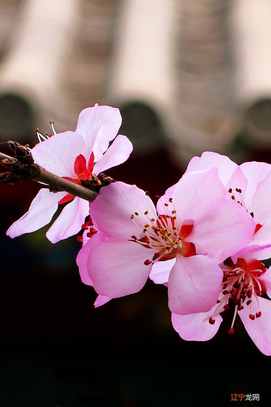 一 【李向东】八字算命看桃花运和算财运