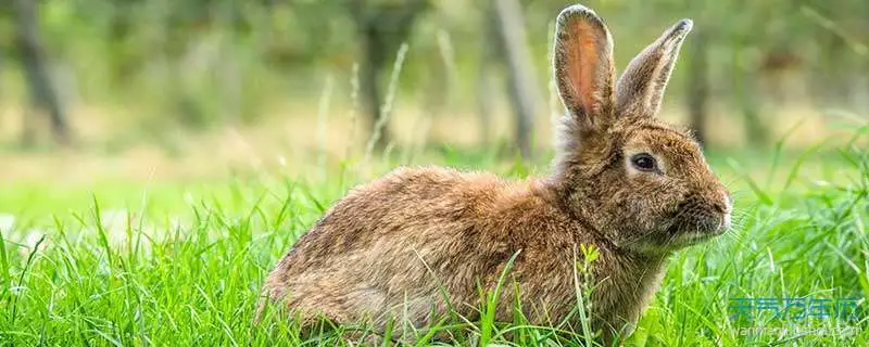 生肖兔和猴合得来吗?属兔的合不合吗