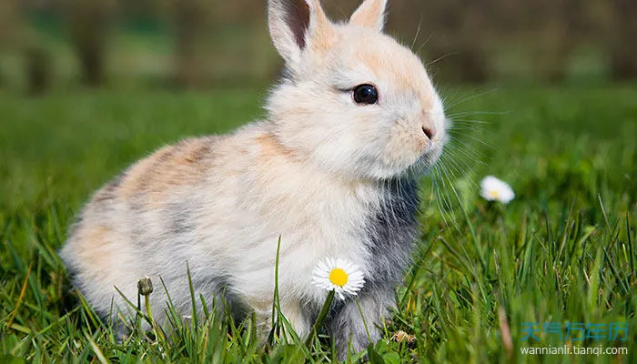 生肖兔和猴合得来吗?属兔的合不合吗