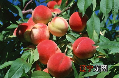 组图 梦中的桃子，预示你会财运亨通！