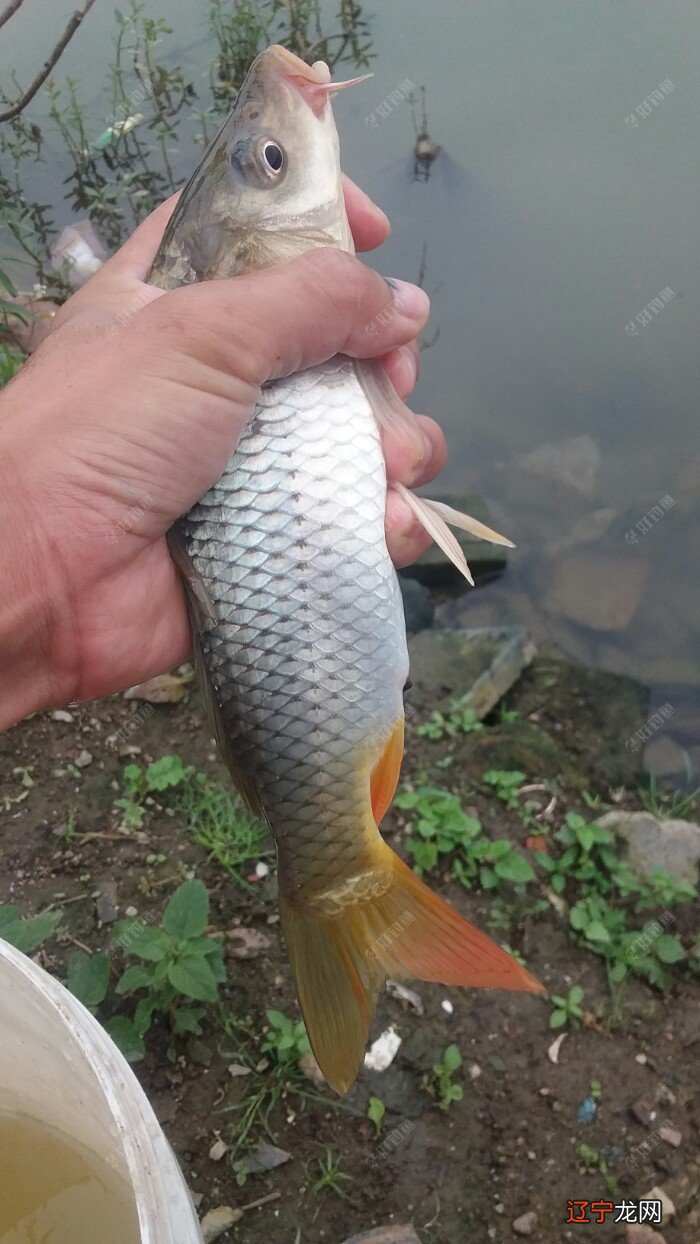 梦见捡鱼又放生