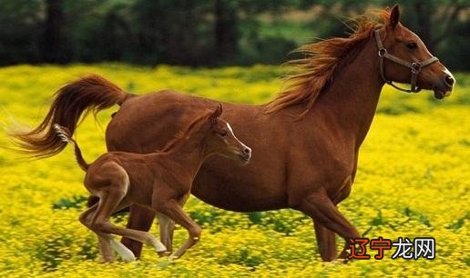 1987年属兔虚岁多大20222022年生肖年龄详细对照表