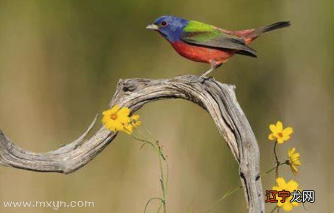 图 梦见鸟叫声的梦境预示着什么?预示什么呢?