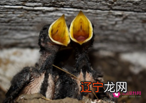 图 梦见鸟叫声的梦境预示着什么?预示什么呢?